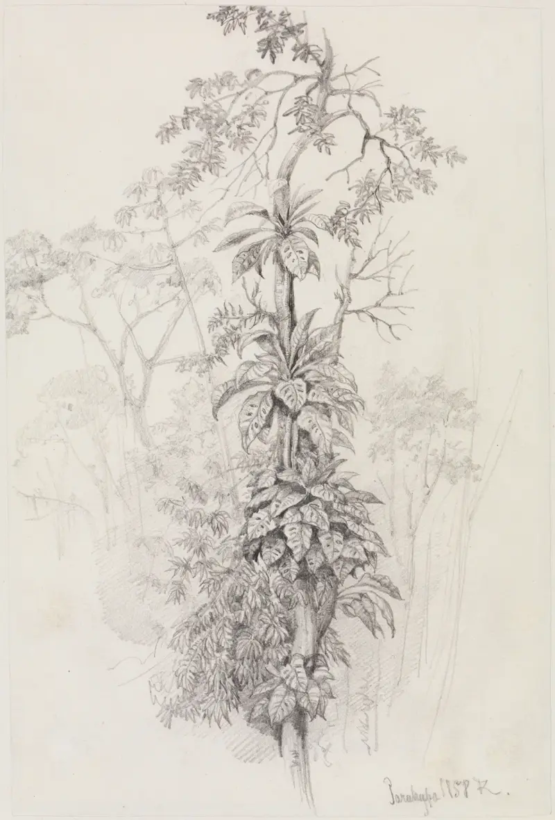 Trädstudie från urskogen av Ferdinand Keller