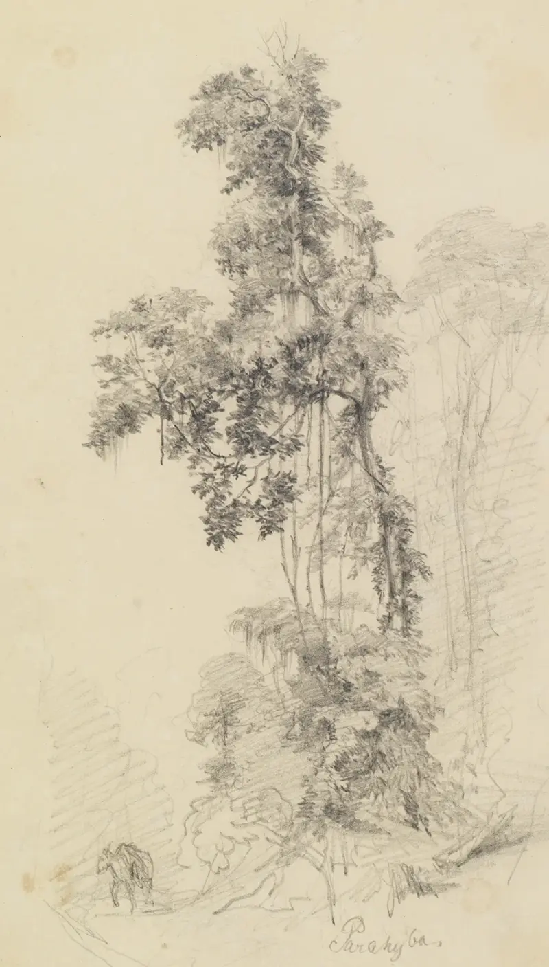 Trädstudie i urskogen med skissat lastdjur av Ferdinand Keller