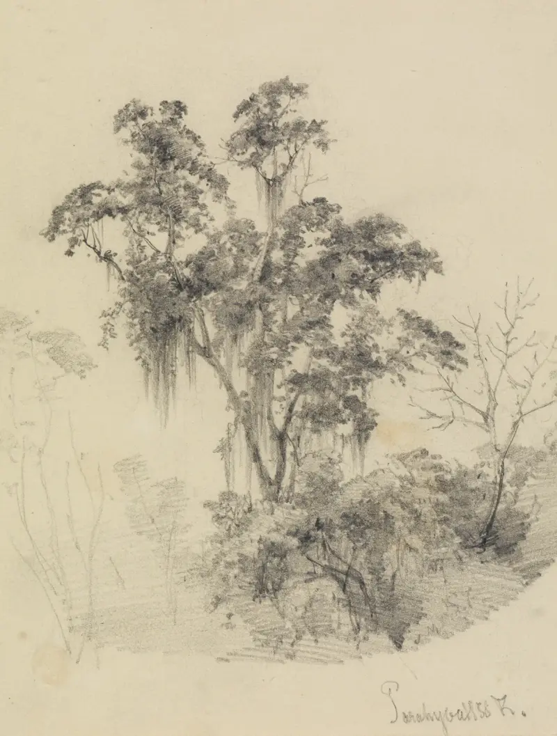 Trädstudie i urskogen av Ferdinand Keller