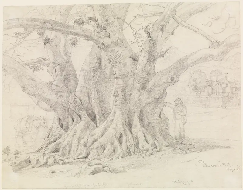 Studie stromu, Ferdinand Keller
