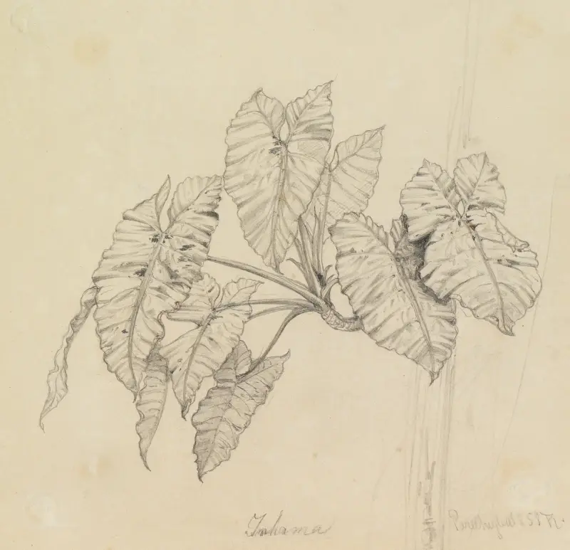 Blätterstudie von Ferdinand Keller