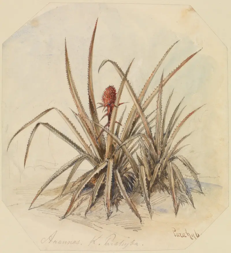 Blühende Ananas von Ferdinand Keller