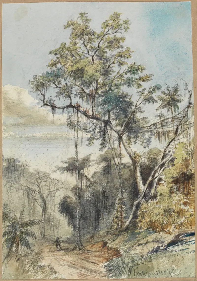 Färgstudie av träd i urskogen vid en stig av Ferdinand Keller