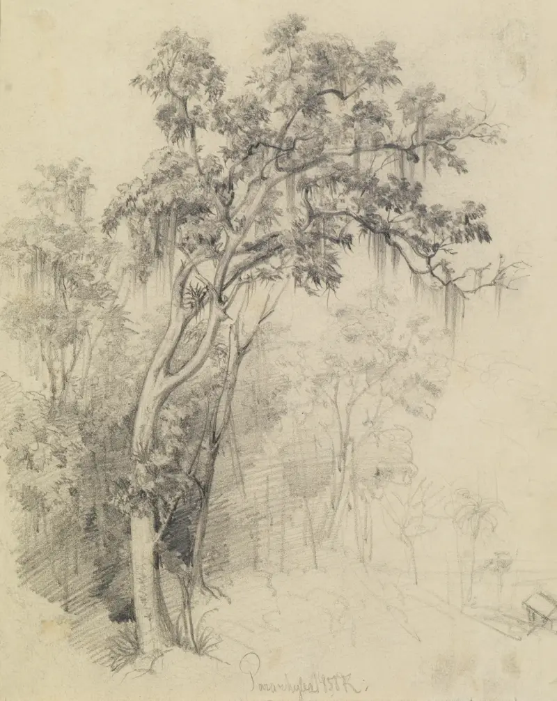 Från urskogen – trädstudie av Ferdinand Keller
