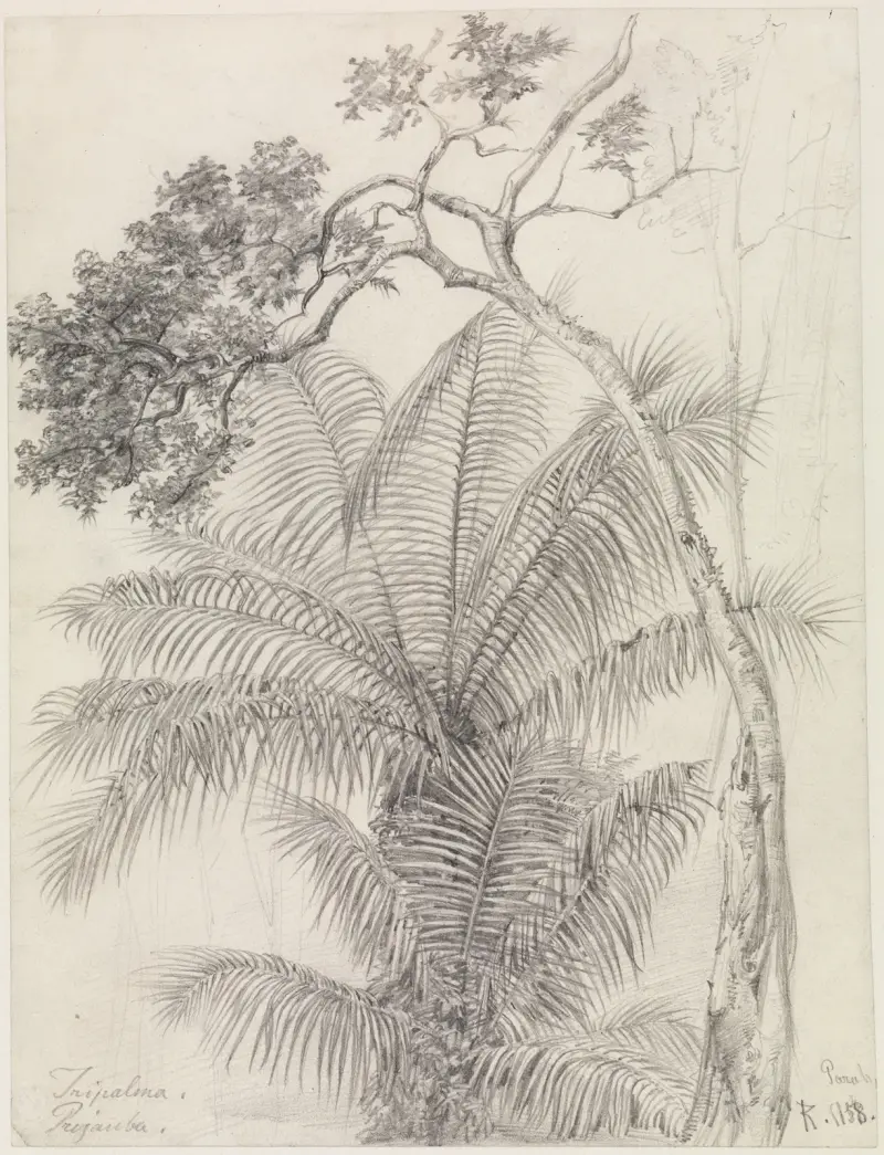 Palm- och trädstudie av Ferdinand Keller