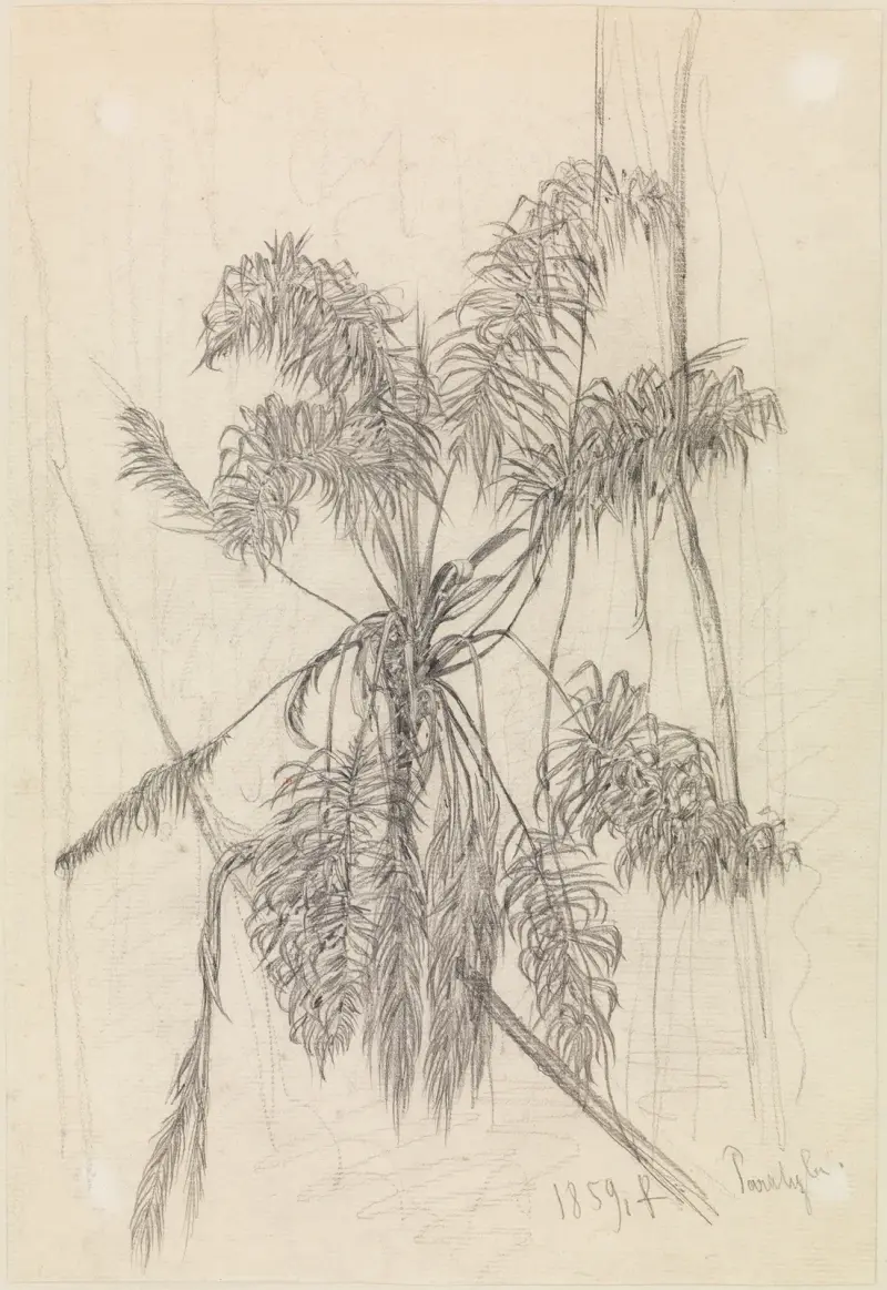 Palmenstudie av Ferdinand Keller