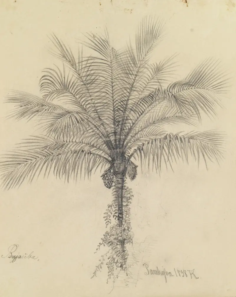 Palmstudie II av Ferdinand Keller