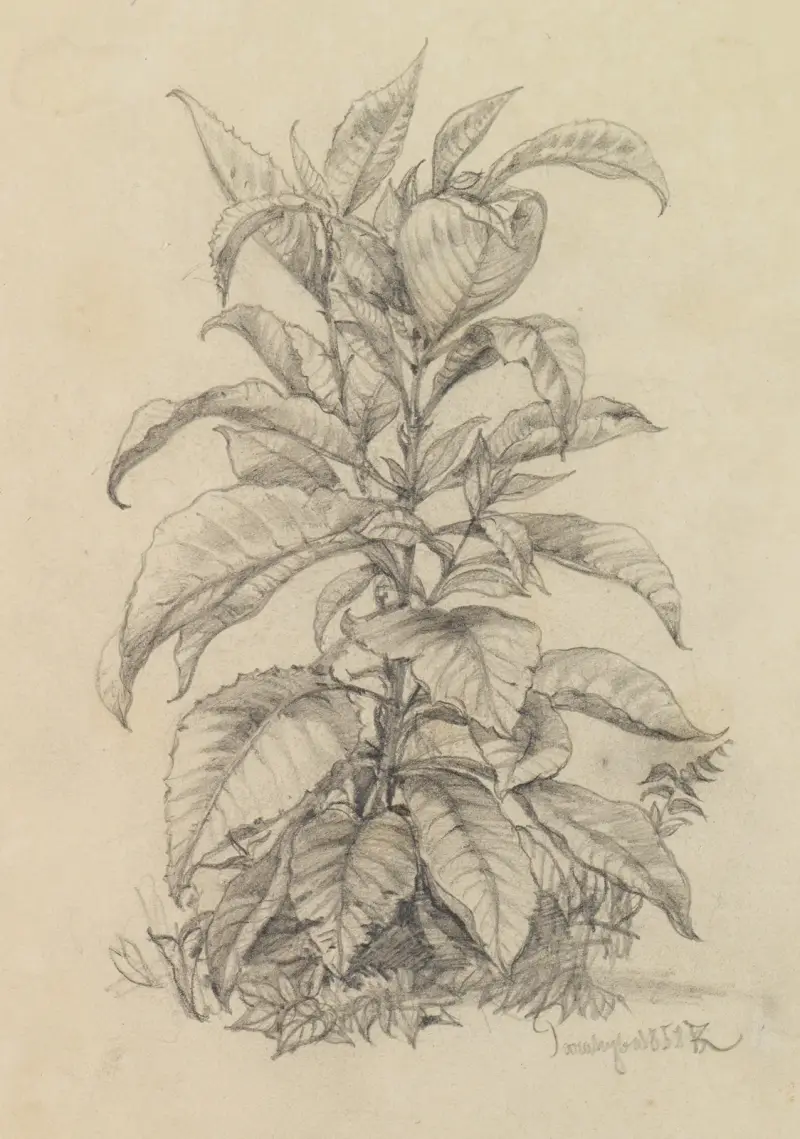 Växtstudie IX (med stora blad) av Ferdinand Keller