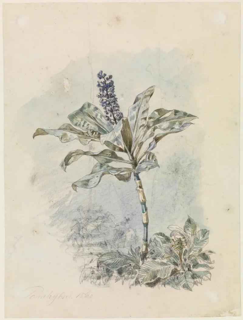 Buske med blå blomklase av Ferdinand Keller