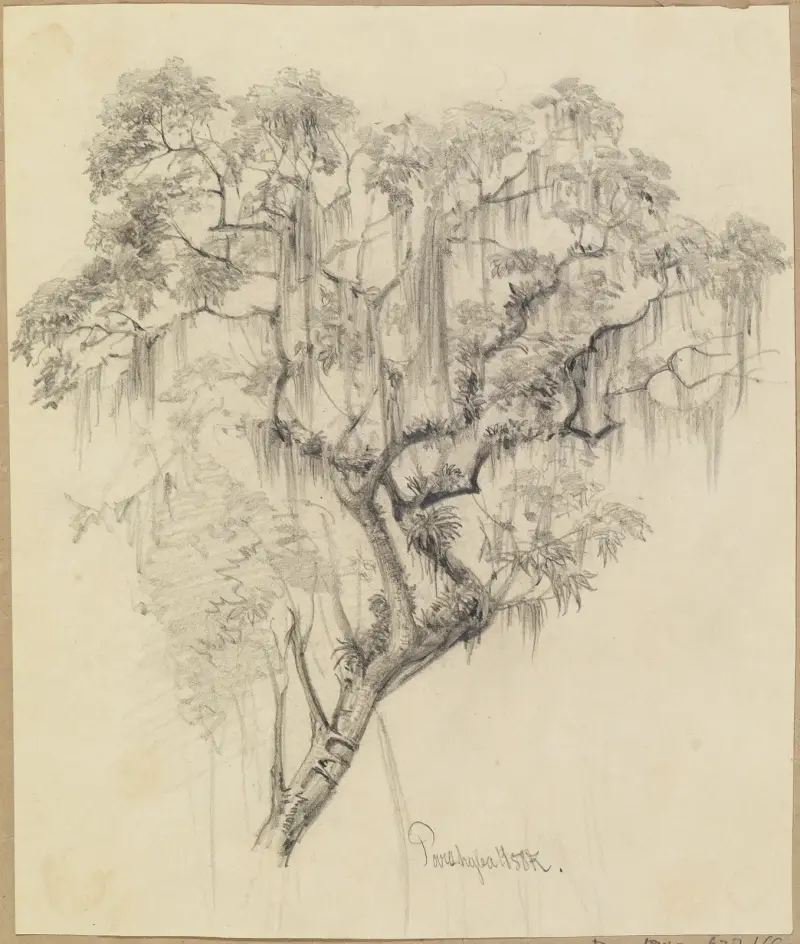 Studie av trädkrona (med hängande växttrådar) av Ferdinand Keller