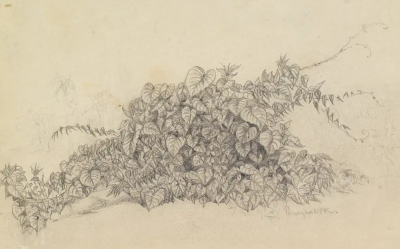 Studie; blad av en klängväxt av Ferdinand Keller