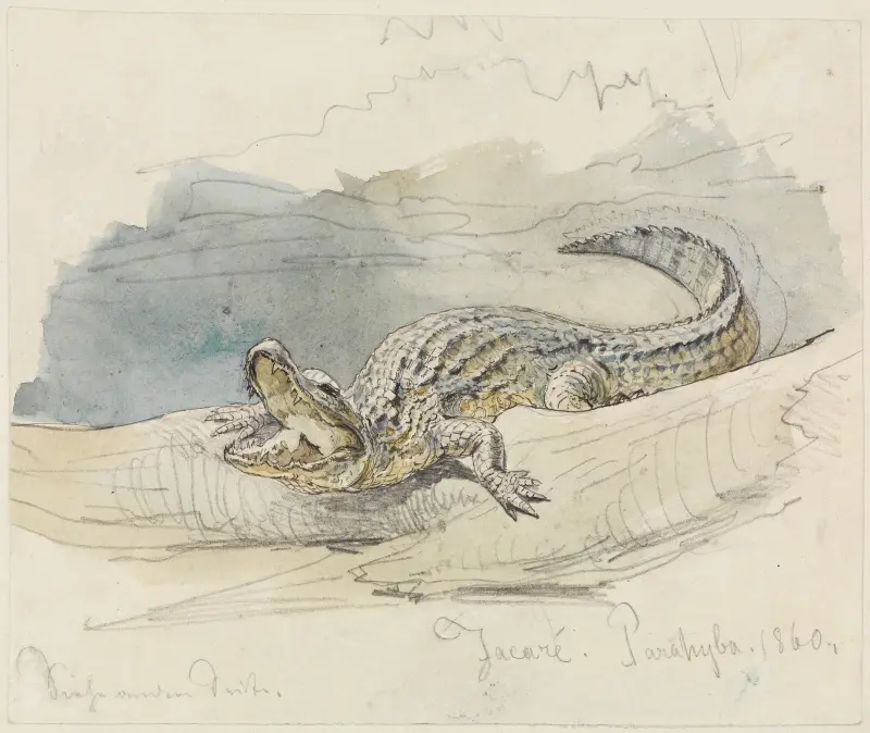 Studie av en alligator av Ferdinand Keller