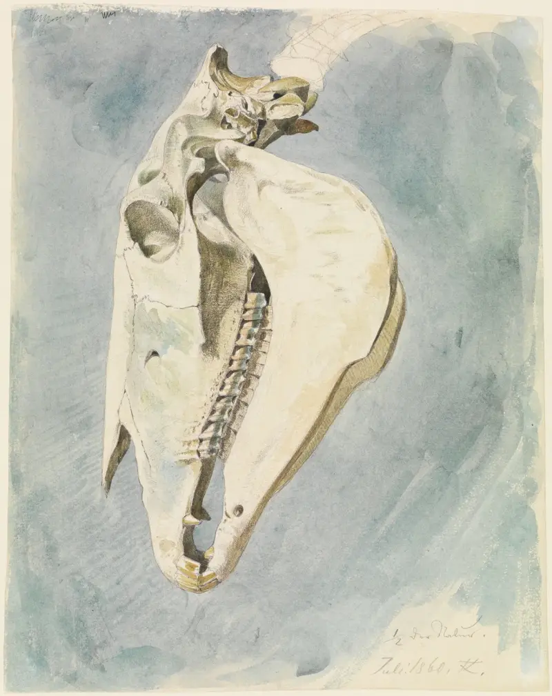 Studie zvířecí lebky, 1860 – Nr. 1, Ferdinand Keller