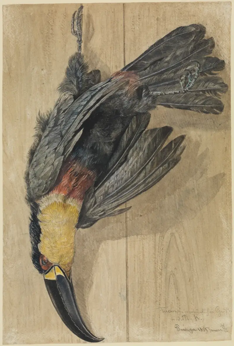 Studie eines toten Tukan-Vogels av Ferdinand Keller