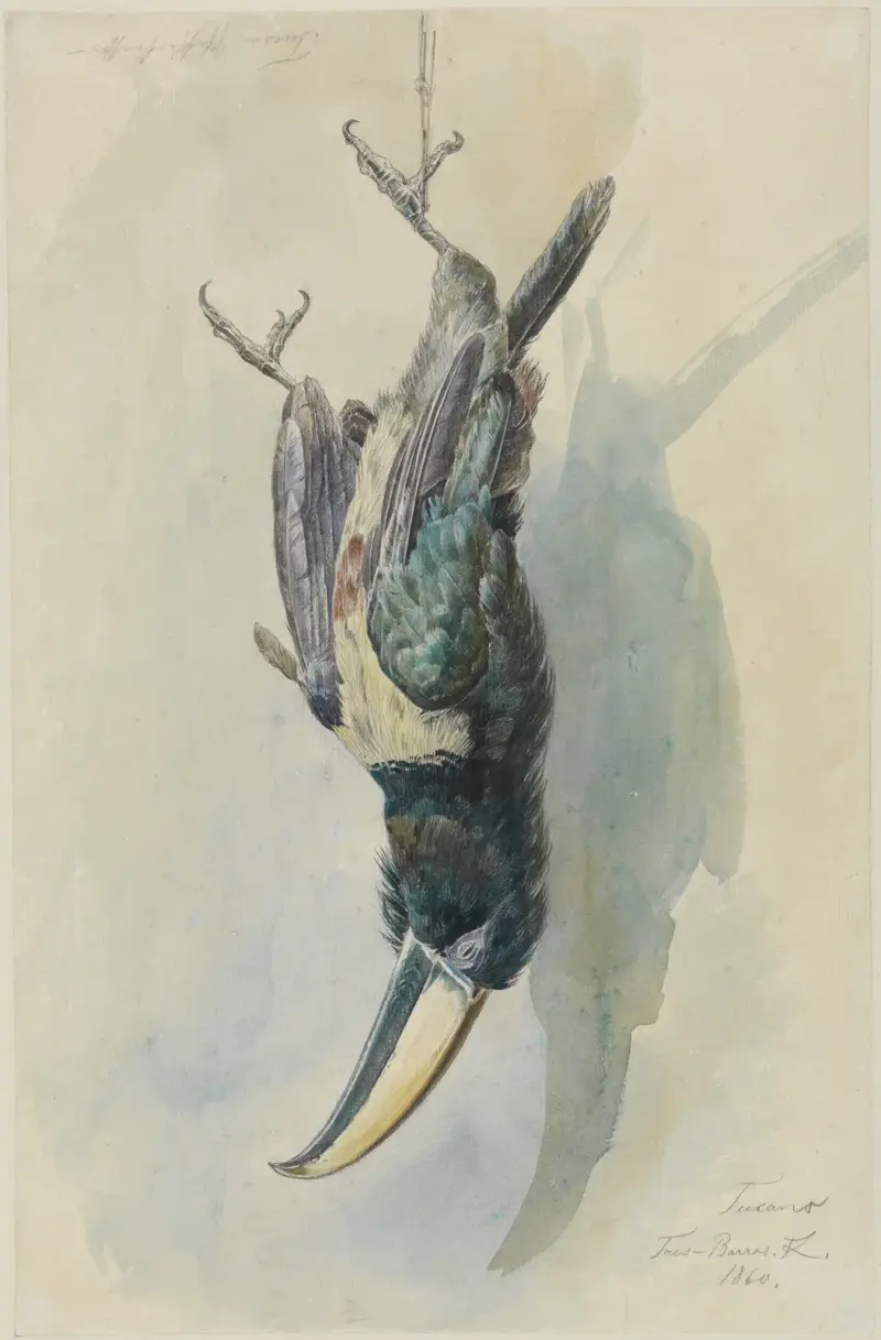 Studie av en tukan (Pfefferfresser) av Ferdinand Keller