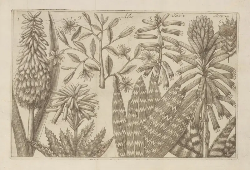 Aloe, Acacia av Filippo Arena