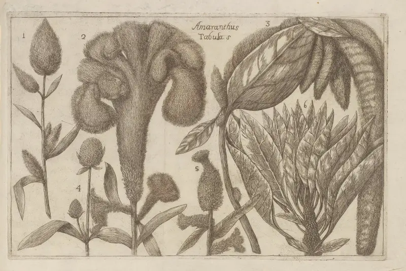 Amaranthus av Filippo Arena