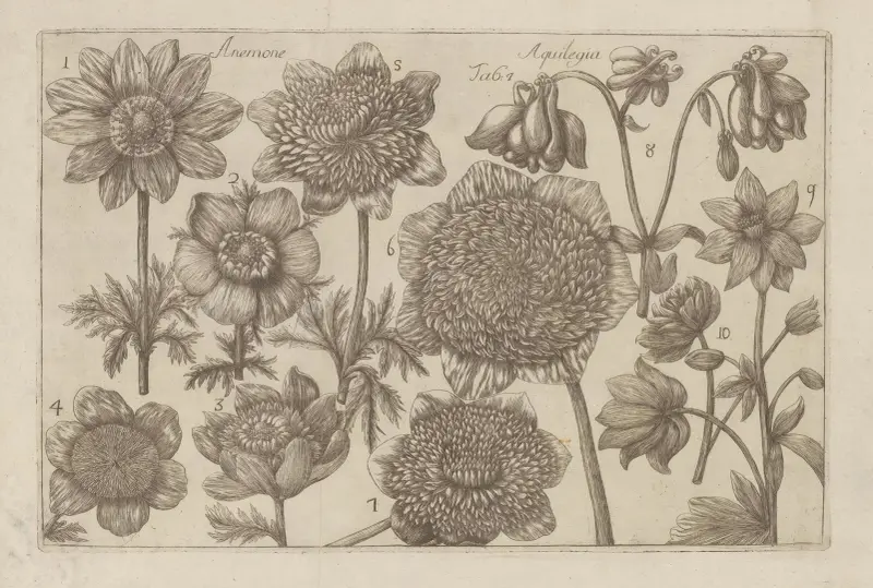 Anemone, Aquilegia av Filippo Arena