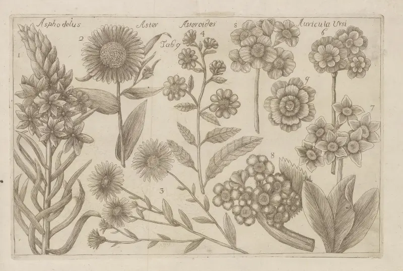 Asphodelus, Aster, Asteroides, Auricula Ursi av Filippo Arena
