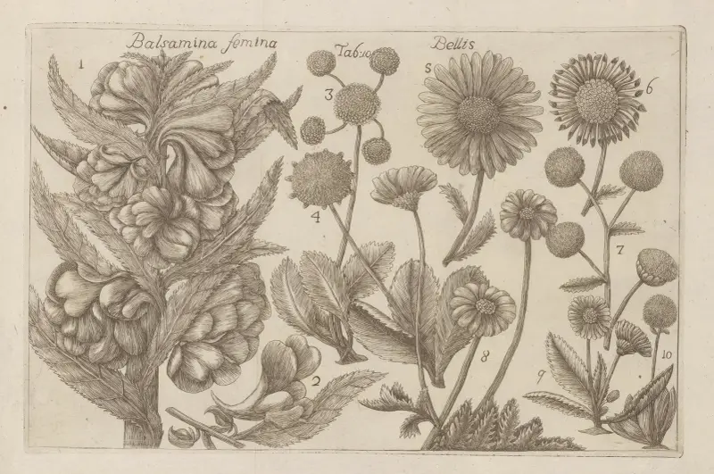 Balsamina femina, Bellis av Filippo Arena