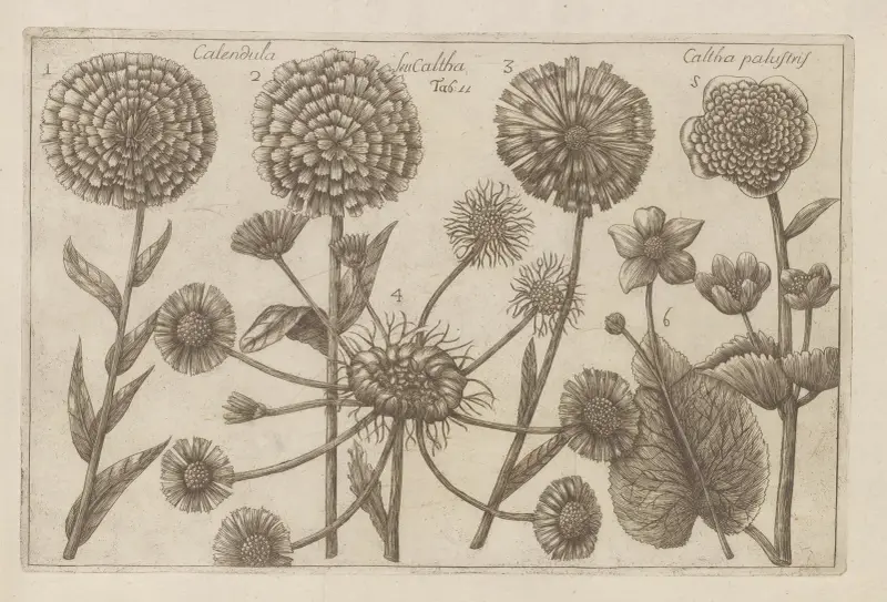 Calendula seu caltha, Caltha palustris (Ringblomma eller kabbeleka) av Filippo Arena