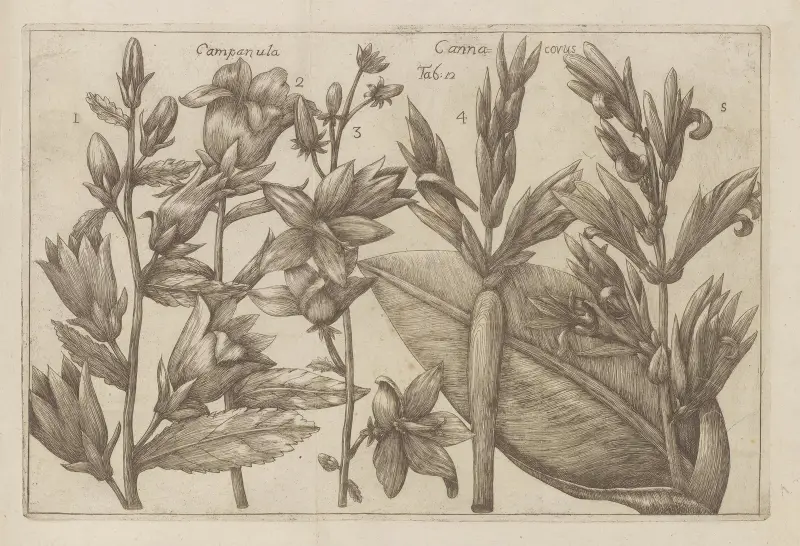 Campanula, Canna covus av Filippo Arena