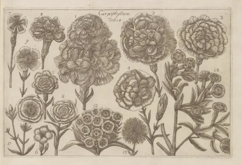 Caryophyllum av Filippo Arena
