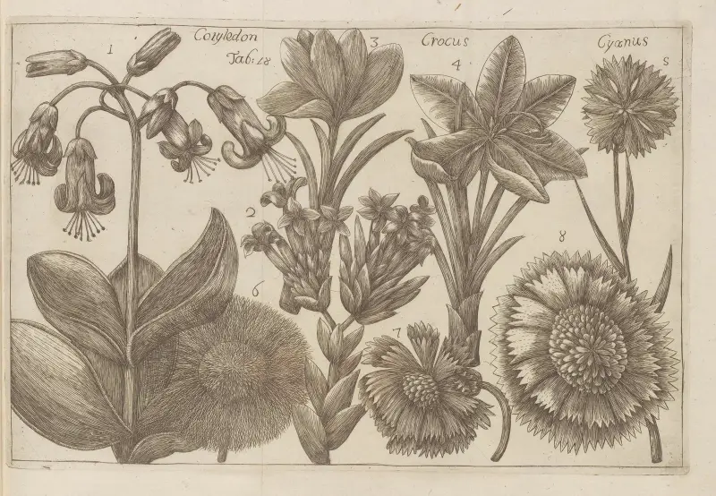 Cotyledon, Crocus, Cyanus av Filippo Arena