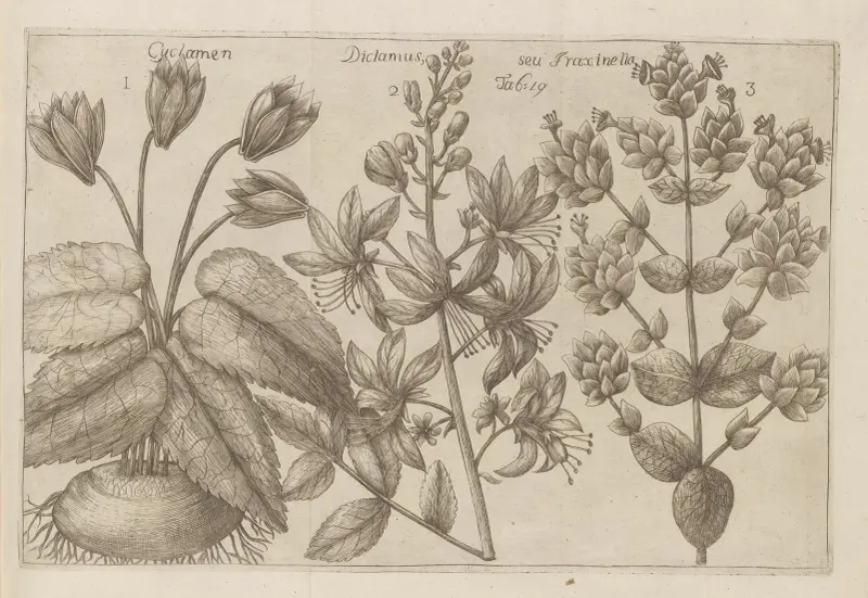 Cyclamen, Dictamus seu Fraxinella av Filippo Arena