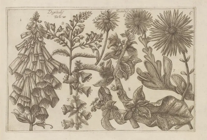 Digitalis, Ficoides av Filippo Arena