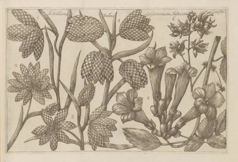 Fritillaria, Gelseminum indicum, Genista av Filippo Arena