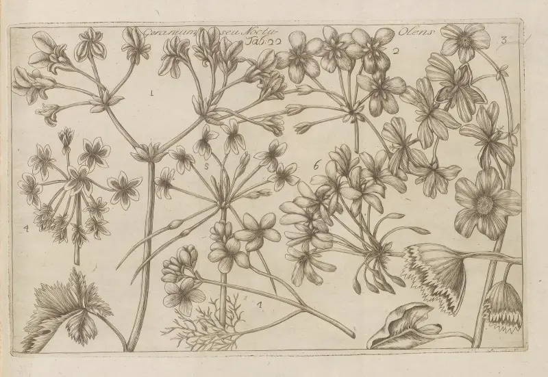 Geranium, Olens av Filippo Arena