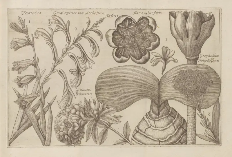 Gladiolus, Haemanthis afric, Granata Balsustia, Gnaphalium seu Helychrysum av Filippo Arena