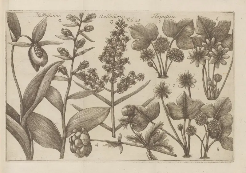 Helleborine, Helleborus, Hepatica av Filippo Arena