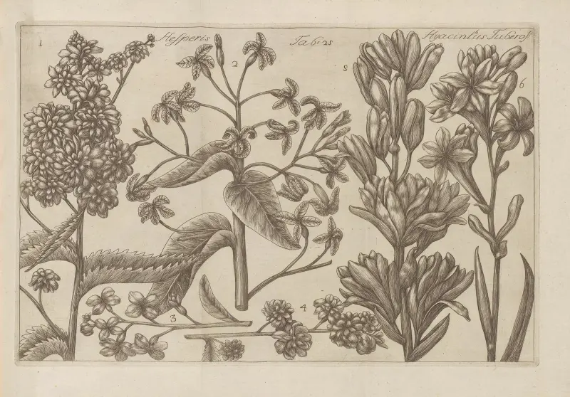 Hesperis, Hyancinthus Tuberose av Filippo Arena