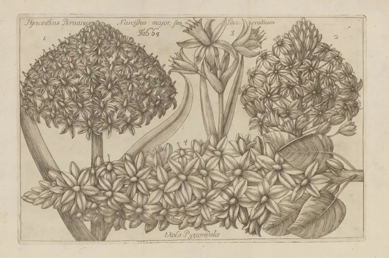 Hyancinthus peruanus, Narcissus major, seu Pancratium, Viola pyramidalis av Filippo Arena