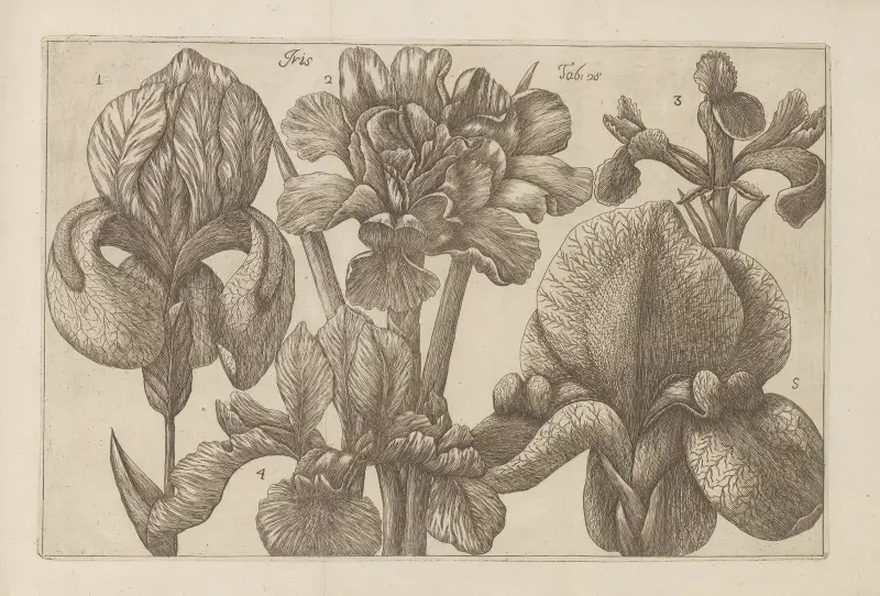 Iris, Filippo Arena