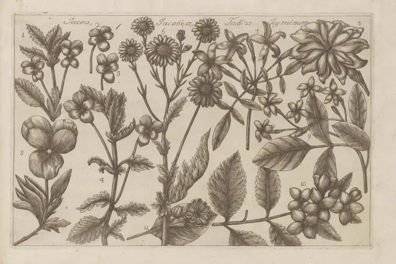 Jacea, Jacobea, Jasminum av Filippo Arena