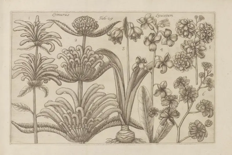 Leonurus, Leucojum von Filippo Arena