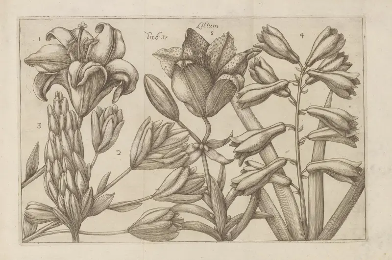 Lilium, 1767 – Nr. 2, Filippo Arena