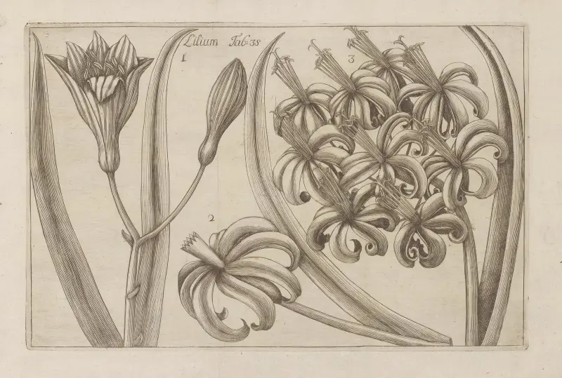 Lilium, 1767 – Nr. 3, Filippo Arena