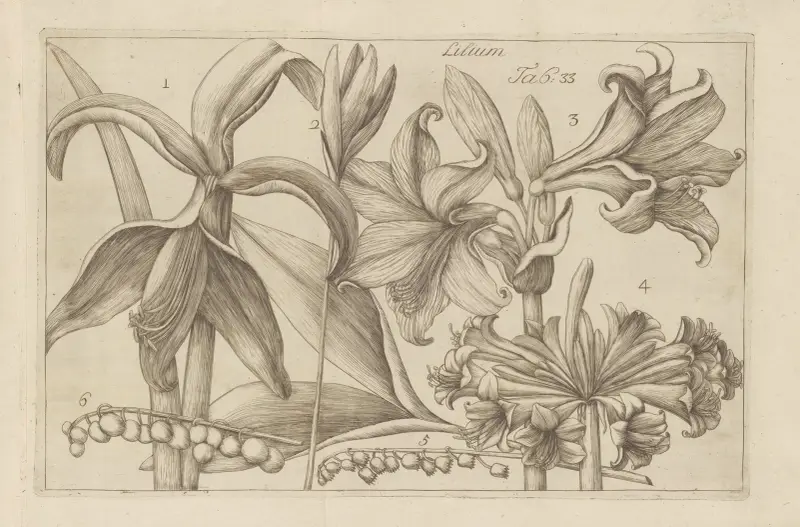 Lilium, 1767 – Nr. 4, Filippo Arena