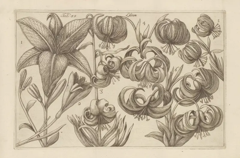 Lilium, 1767 – Nr. 5, Filippo Arena