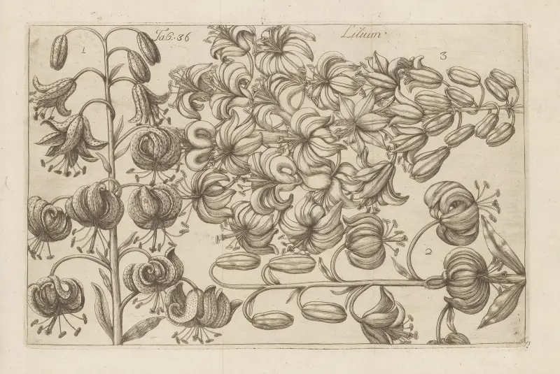 Lilium, 1767 – č. 6, Filippo Arena