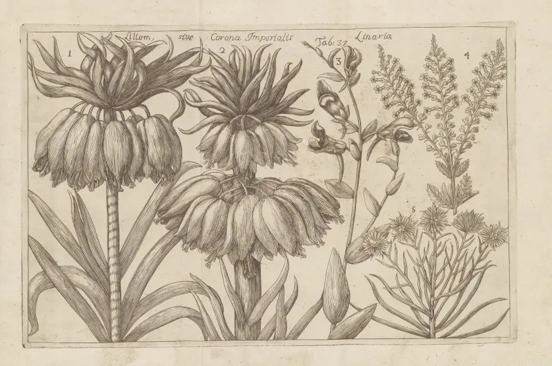Lilium, Corona Imperialis, Linaria av Filippo Arena