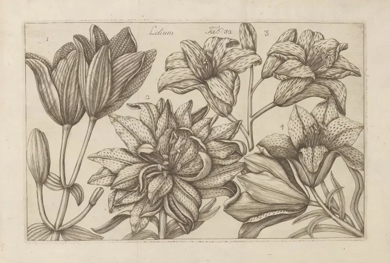 Lilie, 1767 – Nr. 1, Filippo Arena