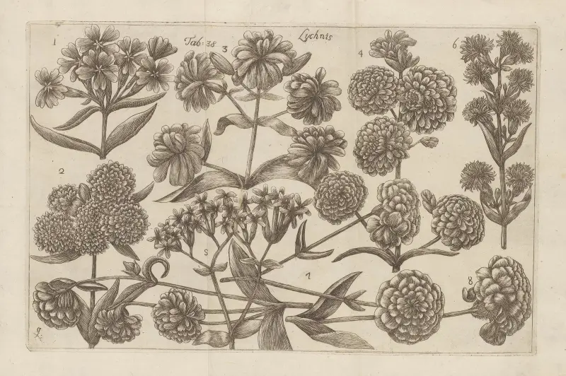 Lychnis, Filippo Arena