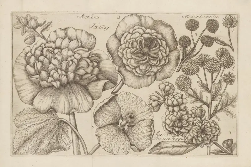 Malva, Matricaria, Malus Persica av Filippo Arena