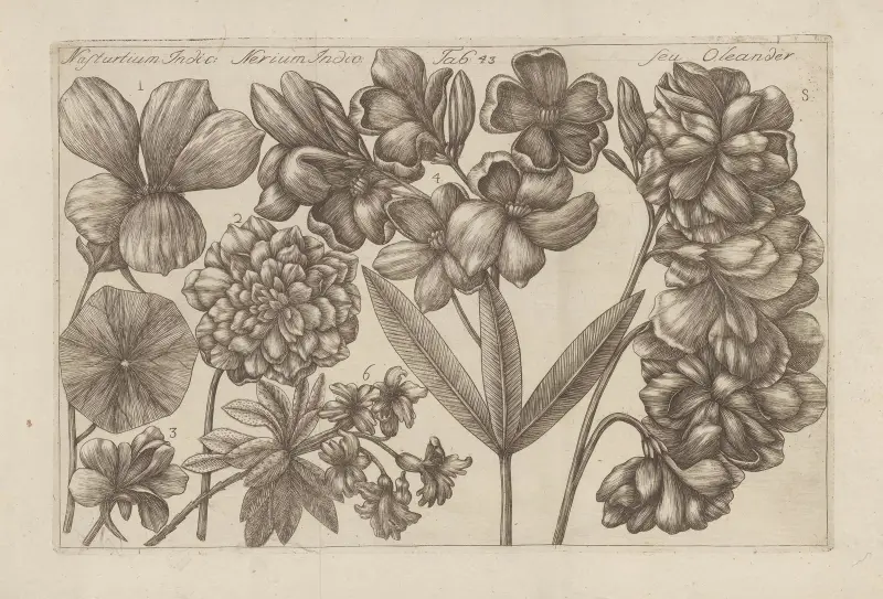 Nasturtium Indic, Nerium Indic, Seu Oleander av Filippo Arena