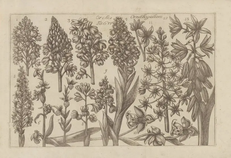 Orchis Ornithogalum av Filippo Arena